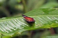 Anartia amathea im Nationalpark Yasuní, Ecuador