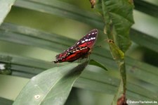 Anartia amathea im Nationalpark Yasuní, Ecuador