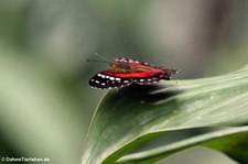 Anartia amathea im Nationalpark Yasuní, Ecuador