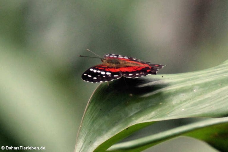 Anartia amathea