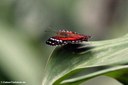 Anartia amathea