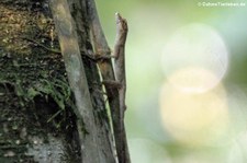 Anolis fuscoauratus m Nationalpark Yasuní, Ecuador