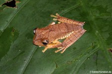 Boana calcarata im Nationalpark Yasuní, Ecuador