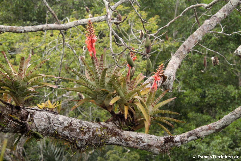 Bromelien auf einem Kapokbaum in 43 Meter Höhe