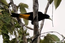 Gelbbürzelkassike (Cacicus cela) im Nationalpark Yasuní, Ecuador