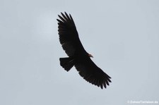 Großer Gelbkopfgeier (Cathartes melambrotus) im Nationalpark Yasuní, Ecuador