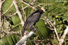 Großer Gelbkopfgeier (Cathartes melambrotus) im Nationalpark Yasuní, Ecuador