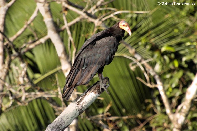 Cathartes melambrotus