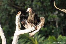 Großer Gelbkopfgeier (Cathartes melambrotus) im Nationalpark Yasuní, Ecuador