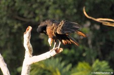 Großer Gelbkopfgeier (Cathartes melambrotus) im Nationalpark Yasuní, Ecuador