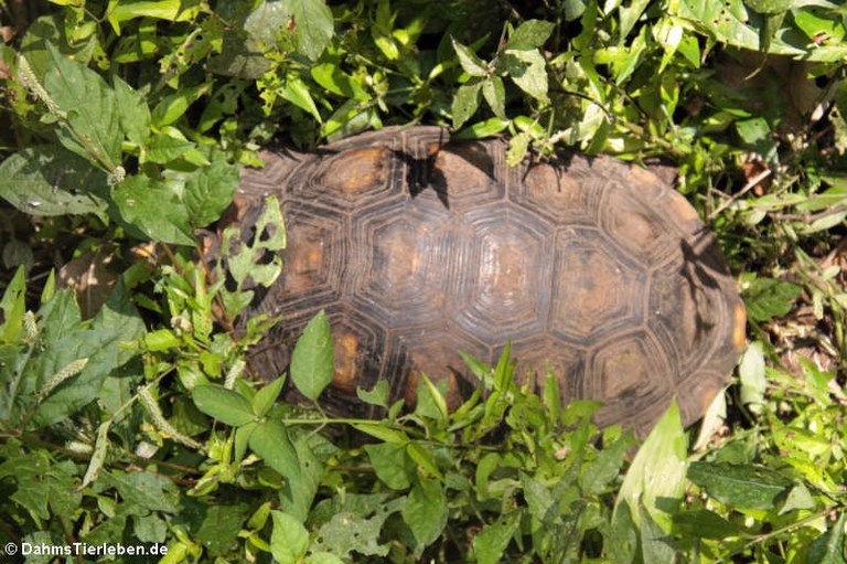 Chelonoidis denticulatus