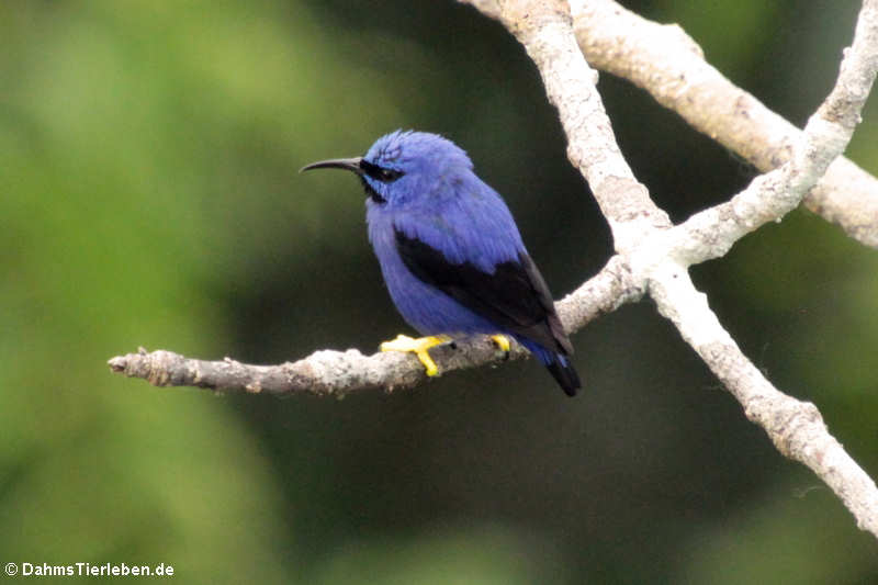 Purpurnaschvogel (Cyanerpes caeruleus)