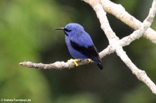 Purpurnaschvogel (Cyanerpes caeruleus) im Nationalpark Yasuní, Ecuador