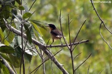 Rohrspottdrossel (Donacobius atricapilla) im Nationalpark Yasuní, Ecuador