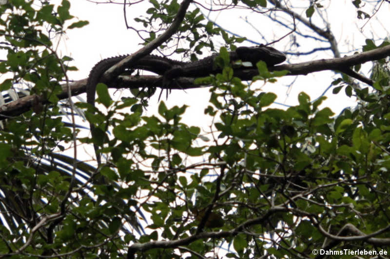 Krokodilteju (Dracaena guianensis)