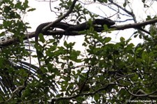 Krokodilteju (Dracaena guianensis) im Nationalpark Yasuní, Ecuador