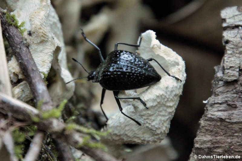 Käfer (Erotylus spectrum)