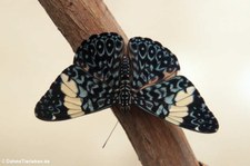 Hamadryas amphinome im Nationalpark Yasuní, Ecuador