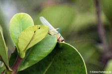 Unbekannte Heuschrecke im Nationalpark Yasuní, Ecuador