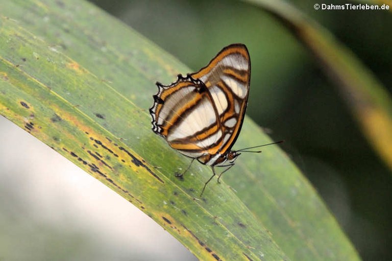 Metamorpha elissa