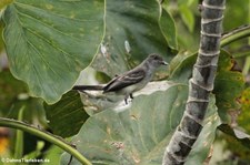 Kurzschopftyrann (Myiarchus ferox) im Nationalpark Yasuní, Ecuador