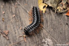 unbekannter Tausendfüßer im Nationalpark Yasuní, Ecuador