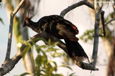 Hoatzin (Opisthocomus hoazin) im Nationalpark Yasuní, Ecuador