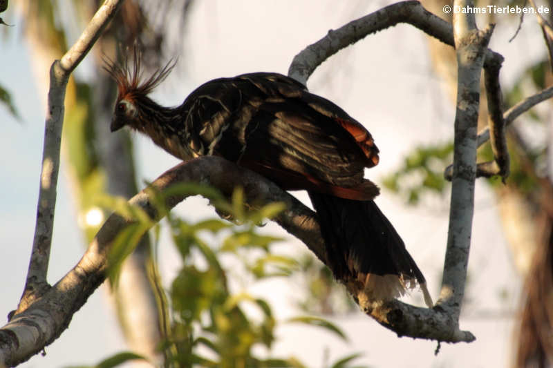 Hoatzin (Opisthocomus hoazin)