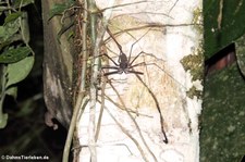 Geißelspinne (Paraphrynus emaciatus) im Nationalpark Yasuní, Ecuador