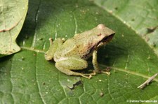 Pristimantis limoncochensis im Nationalpark Yasuní, Ecuador