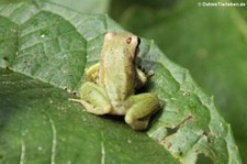 Pristimantis limoncochensis im Nationalpark Yasuní, Ecuador