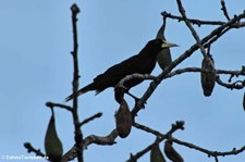 Krähenstirnvogel (Psarocolius decumanus decumanus) im Nationalpark Yasuní, Ecuador