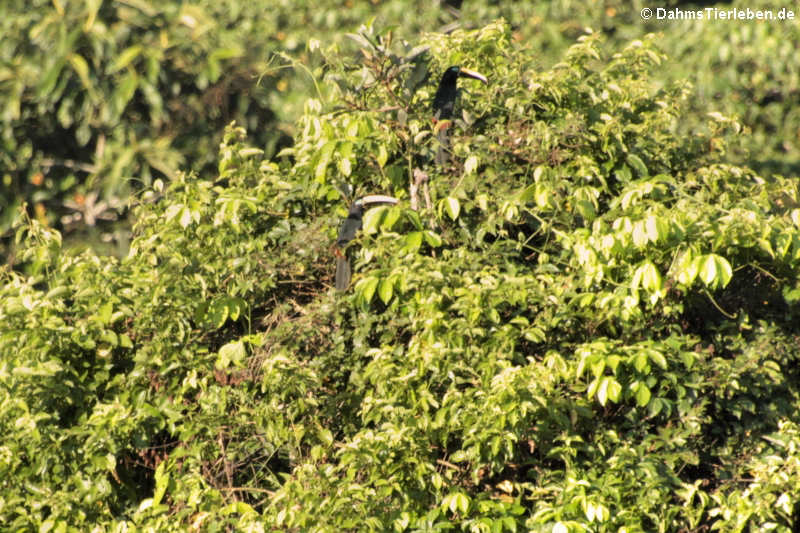 Doppelbindenarassaris (Pteroglossus pluricinctus) in den Baumwipfeln