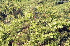 Doppelbindenarassari (Pteroglossus pluricinctus) im Nationalpark Yasuní, Ecuador