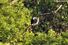 Weißbrusttukan (Ramphastos tucanus) im Nationalpark Yasuní, Ecuador