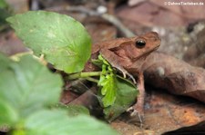 Rhinella margaritifera im Nationalpark Yasuní, Ecuador