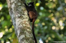 Schwarzrückentamarin (Saguinus nigricollis) im Nationalpark Yasuní, Ecuador