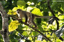 Gewöhnlicher Totenkopfaffe (Saimiri sciureus) im Nationalpark Yasuní, Ecuador