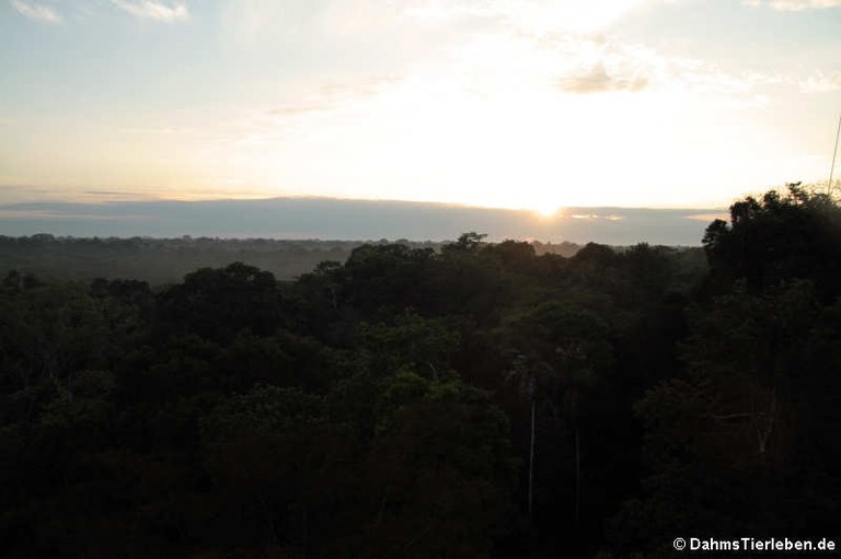 Sonnenaufgang im Nationalpark Yasuní