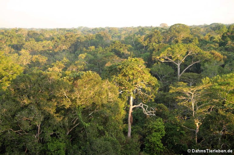 Nationalpark Yasuní