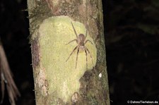 unbekannte Spinne im Nationalpark Yasuní, Ecuador