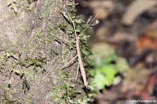 Unbekannte Stabschrecke im Nationalpark Yasuní, Ecuador