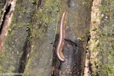 Unbekannter Tausendfüßer im Nationalpark Yasuní, Ecuador