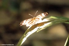 Tithorea harmonia im Nationalpark Yasuní, Ecuador