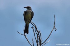 Trauertyrann (Tyrannus melancholicus) im Nationalpark Yasuní, Ecuador