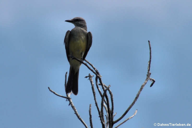 Trauertyrann (Tyrannus melancholicus)