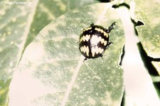 unbekannter Käfer im Nationalpark Yasuní, Ecuador