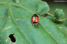 unbekannter Käfer im Nationalpark Yasuní, Ecuador