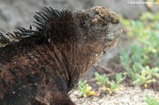 Meerechse (Amblyrhynchus cristatus mertensi) auf der Galápagos-Insel San Cristóbal, Ecuador