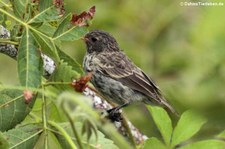 Kleingrundfink (Geospiza fuliginosa) auf der Galápagos-Insel San Cristóbal, Ecuador